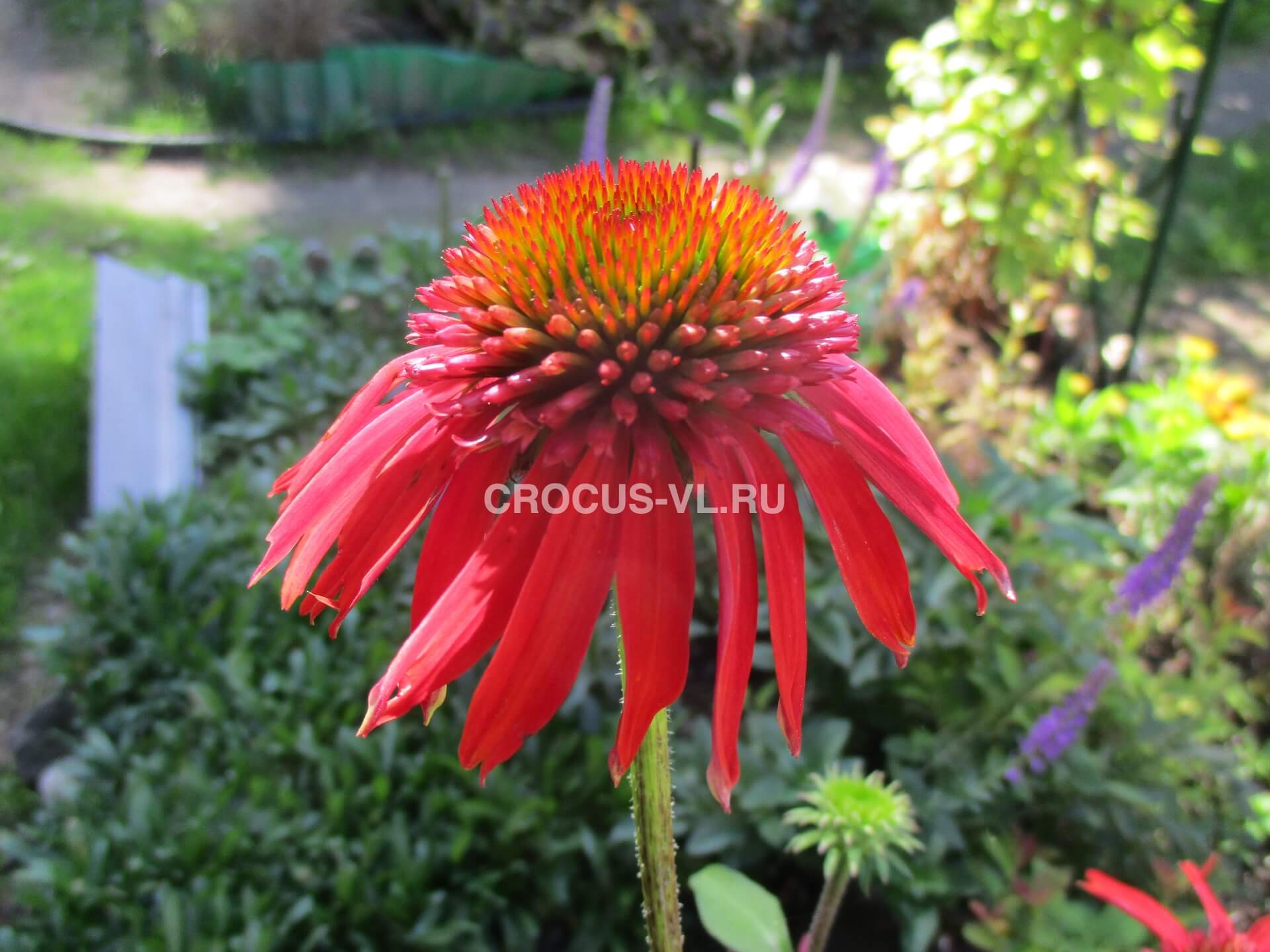 Эхинацея пурпурная «Double Scoop Granberry» Эхинацея пурпурная «Double Scoop Granberry»